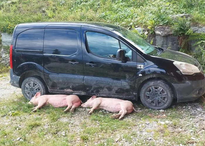 Tatil Evi Viehhauser *